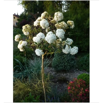 HORTENSJA ANABELLE na pniu - sadzonki 70 / 80 cm